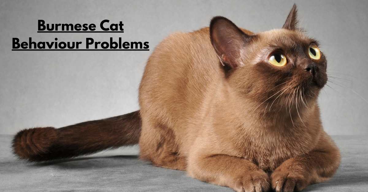 Burmese Cat Behaviour Problems: