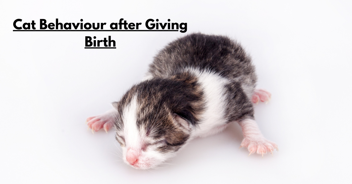 Cat Behaviour after Giving Birth