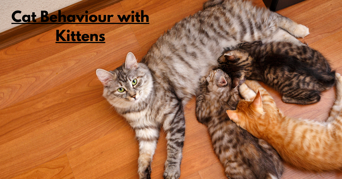 Cat Behaviour with Kittens: