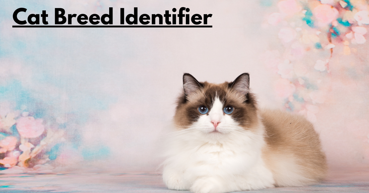 Cat Breed Identifier: