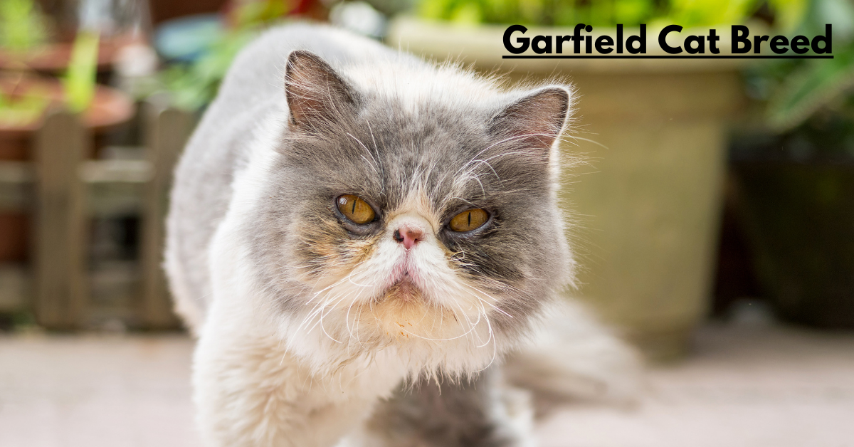 Garfield Cat Breed: