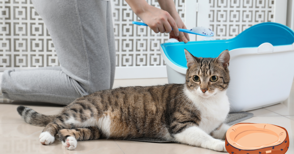 Best Cat Breed Personalities: