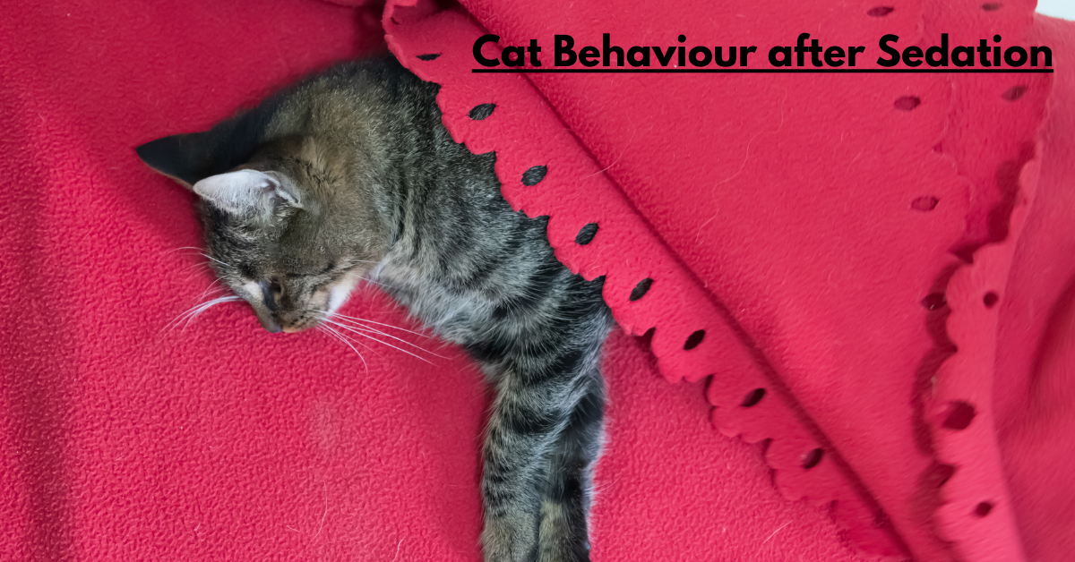 Cat Behaviour after Sedation: