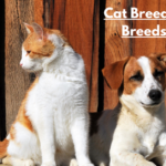 Cat Breeds vs. Dog Breeds Meme: