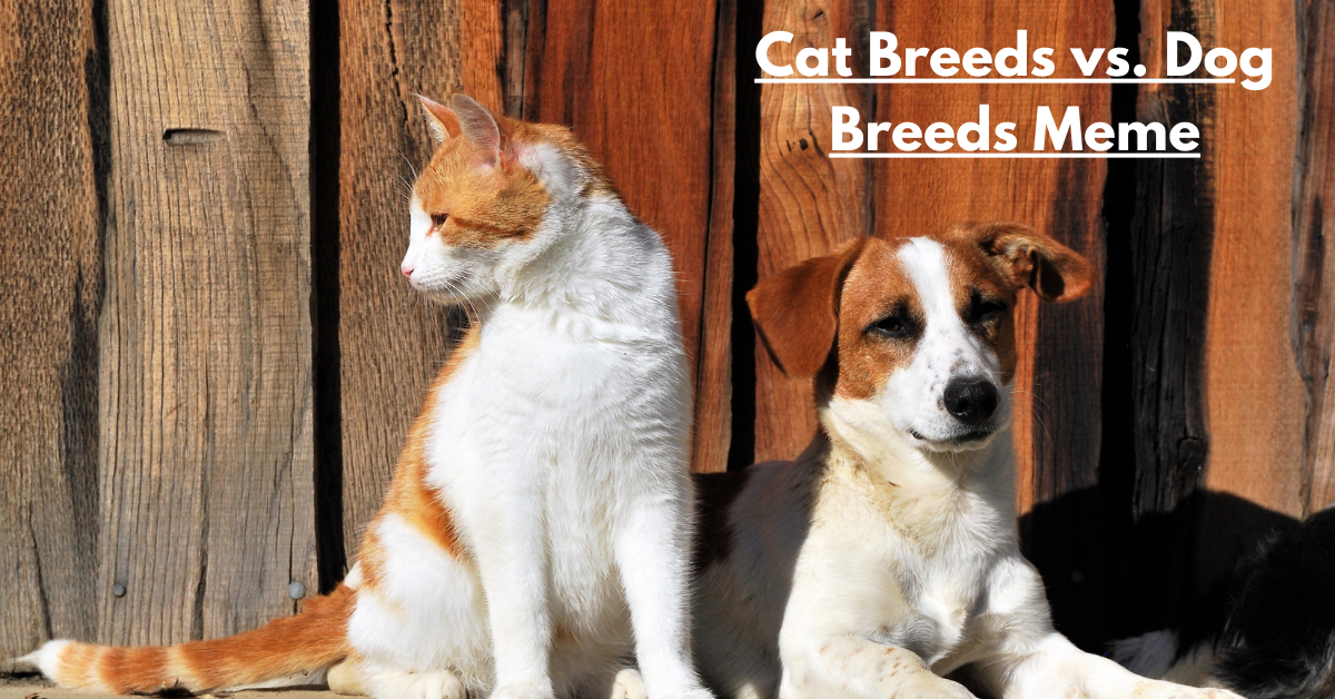 Cat Breeds vs. Dog Breeds Meme: