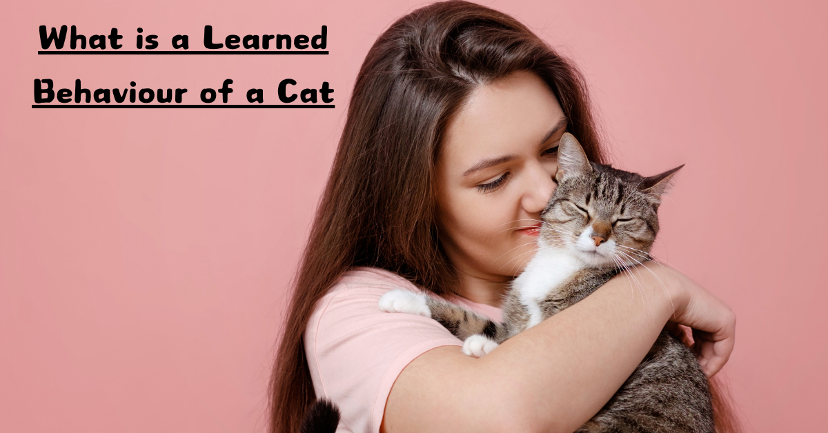 What is a Learned Behaviour of a Cat?