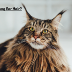 Cat Breeds Have Long Ear Hair?