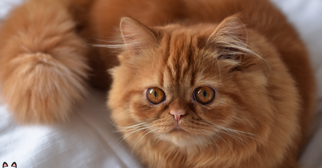 Cat Breeds Have Long Ear Hair