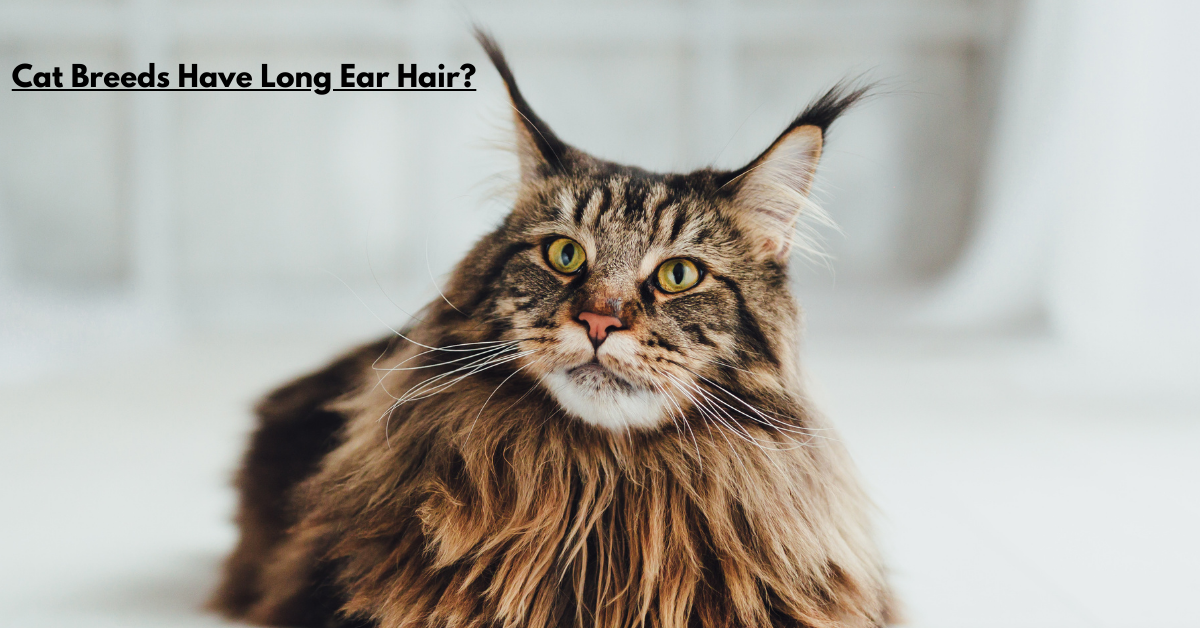 Cat Breeds Have Long Ear Hair?