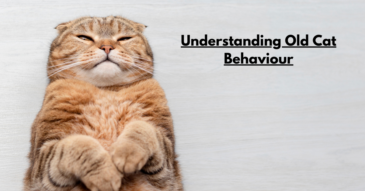 Understanding Old Cat Behaviour: