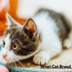 What Cat Breed Is the Dumbest?