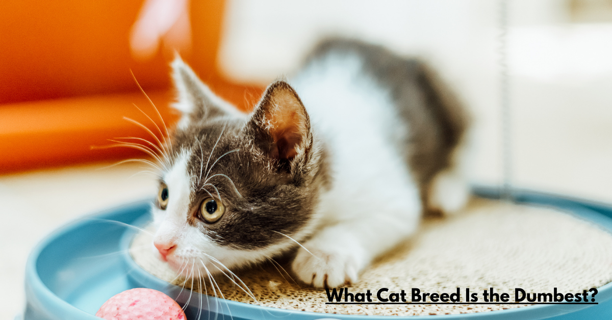 What Cat Breed Is the Dumbest?