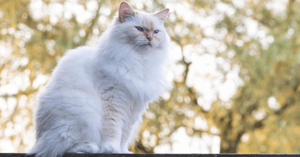 Cat Breeds with American 