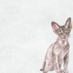 Naked Cat Breeds: