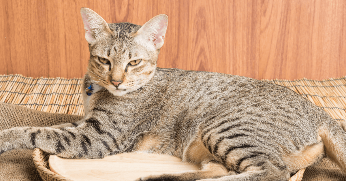 Cat Breeds with American