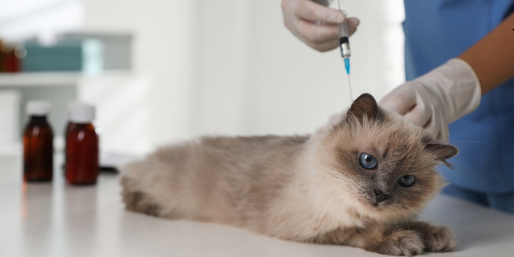 Behaviour Therapy for Cats: 