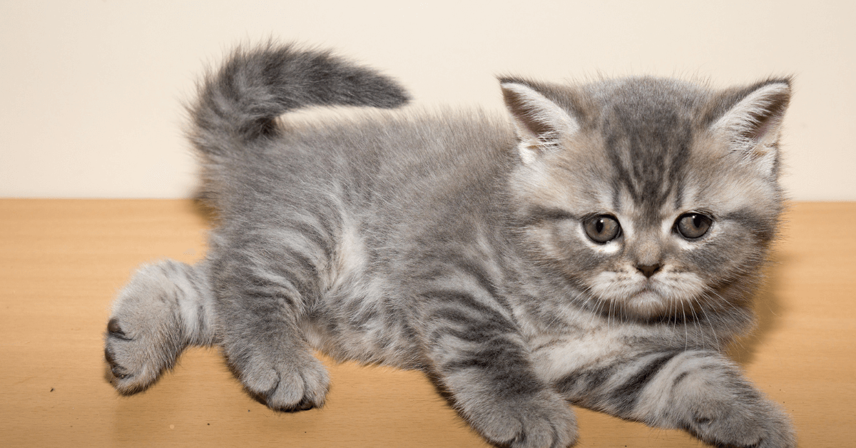 Short Legged Cat Breed: