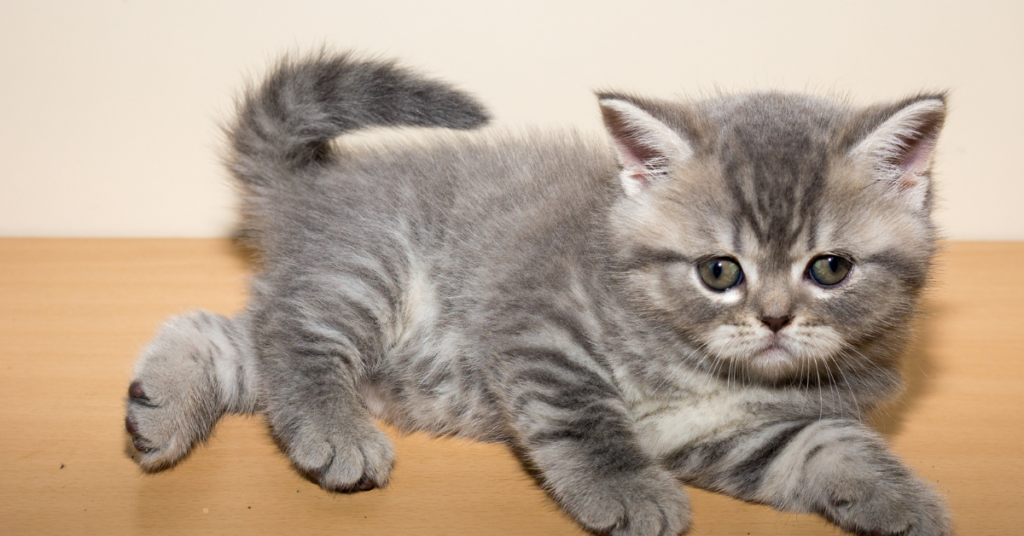 Short Legged Cat Breed: 